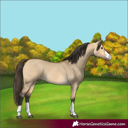 Horse Color:Buckskin Dun 