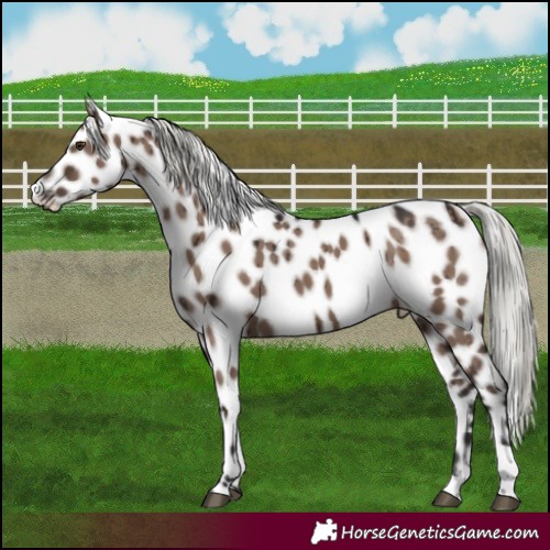 Horse Color:Liver Red Dun Mushroom Appaloosa Brindle