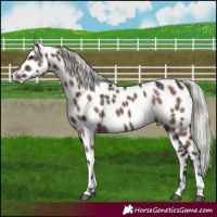 Horse Color:Liver Red Dun Mushroom Near Leopard Brindle 