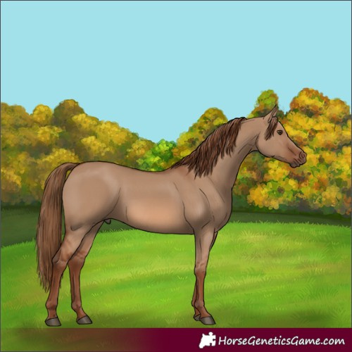 Horse Color:Red Dun