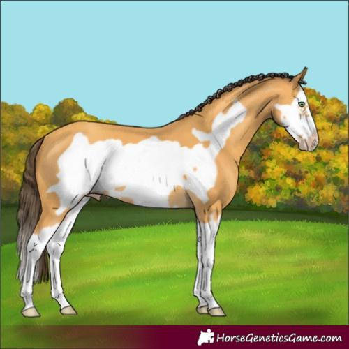 Horse Color:Amber Cream Champagne Splash Frame 