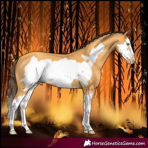 Horse Color:Amber Cream Champagne Splash Frame