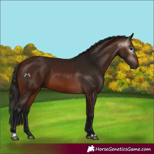 Horse Color:Gray Bay