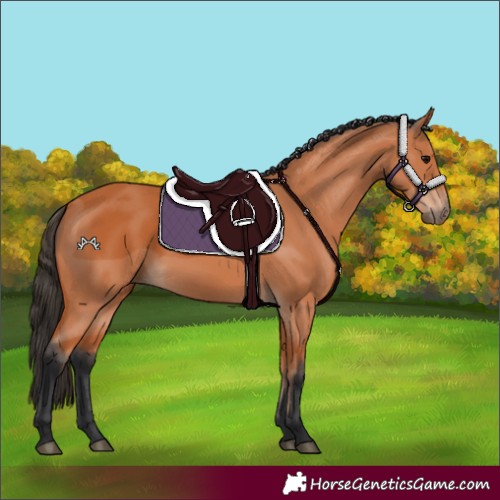 Horse Color:Bay 