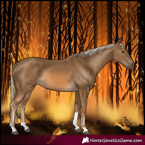 Horse Color:Chocolate Palomino Tobiano