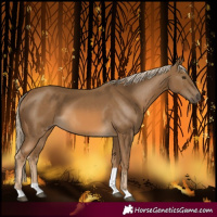 Horse Color:Chocolate Palomino Tobiano 