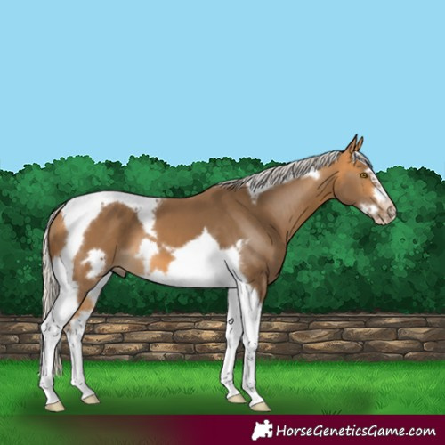 Horse Color:Silver Buckskin Tobiano Frame 