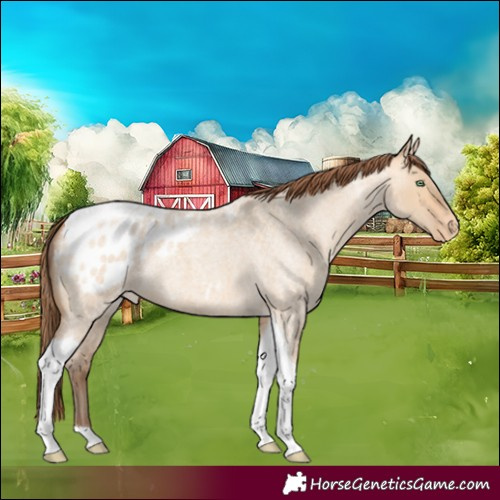 Horse Color:Amber Champagne Roan Dun Tobiano Appaloosa 