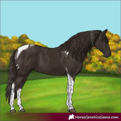Horse Color:Liver Chestnut Tobiano