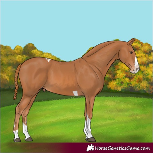 Horse Color:Chestnut Splash Tobiano Appaloosa