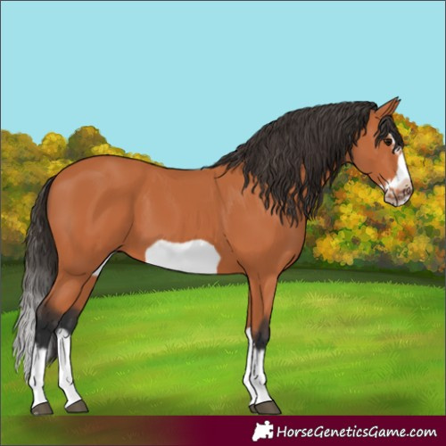 Horse Color:Bay Splash Frame 