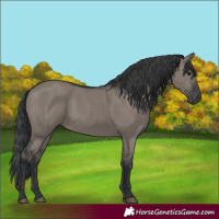 Horse Color:Grullo Rabicano