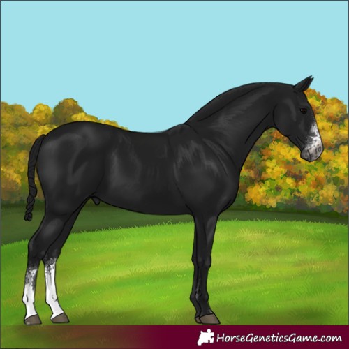 Horse Color:Gray Black Sabino Rabicano