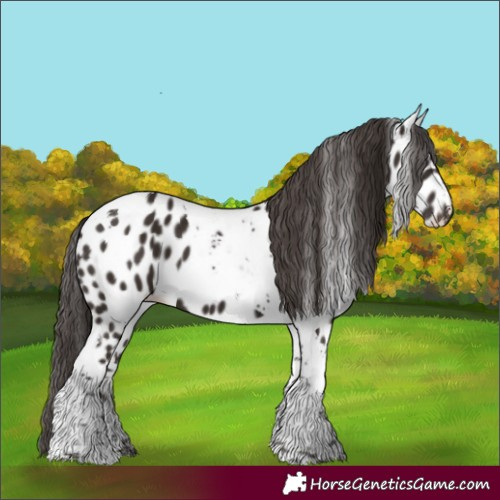Horse Color:Liver Chestnut Tobiano Appaloosa 