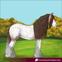 Horse Color:Bay Roan Splash Frame Appaloosa 