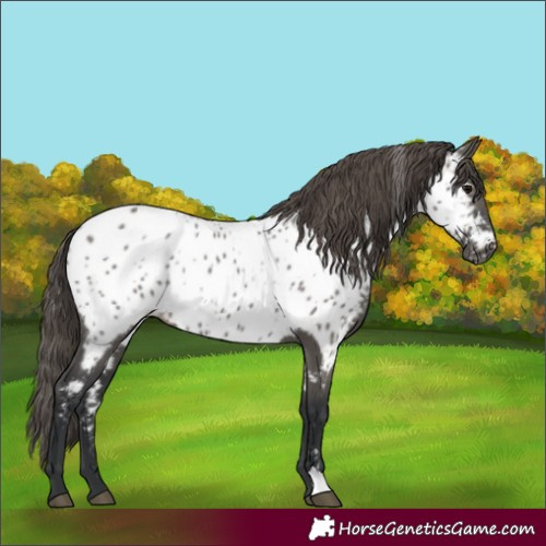 Horse Color:Grullo Near Leopard Rabicano