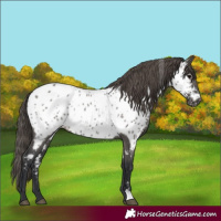 Horse Color:Grullo Appaloosa Rabicano 