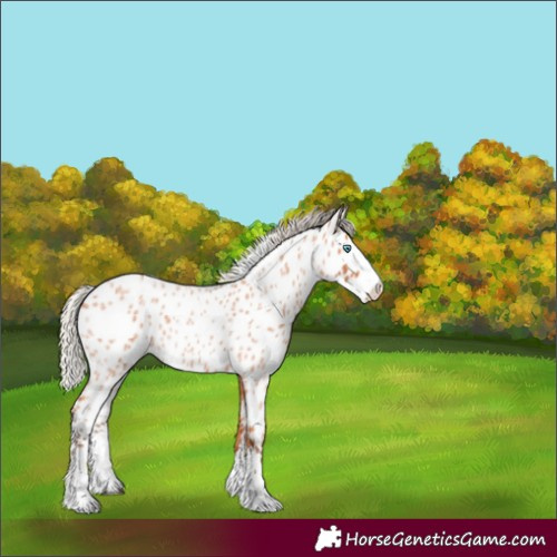 Horse Color:Silver Bay Roan Splash Near Leopard Rabicano