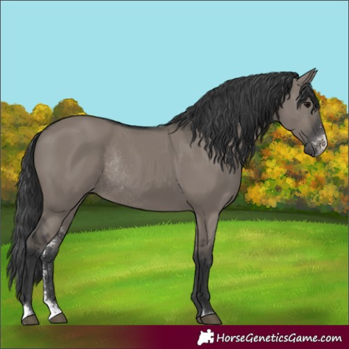 Horse Color:Grullo Sabino Rabicano 