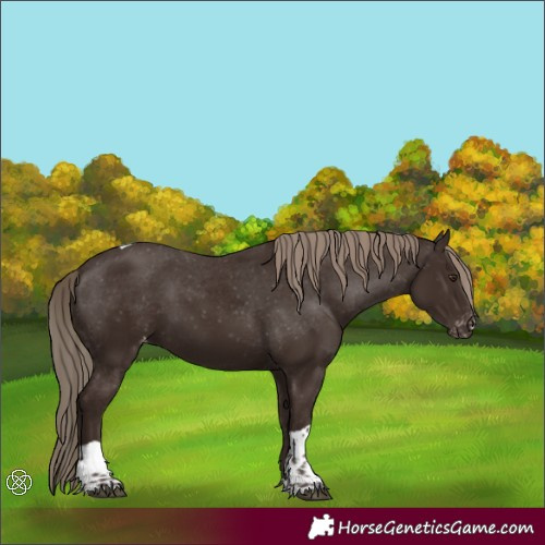 Horse Color:Liver Chestnut Tobiano Appaloosa