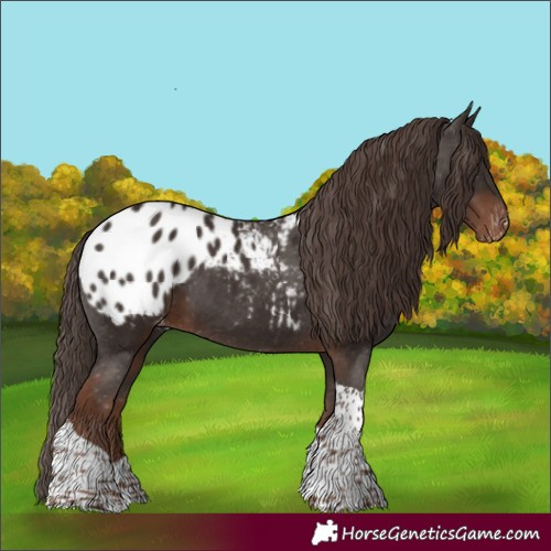 Horse Color:Liver Chestnut Tobiano Appaloosa