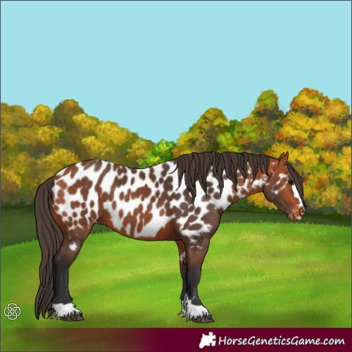 Horse Color:Bay Appaloosa 