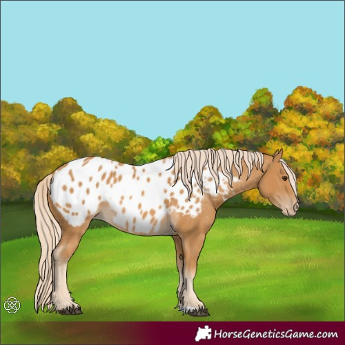 Horse Color:Palomino Appaloosa 