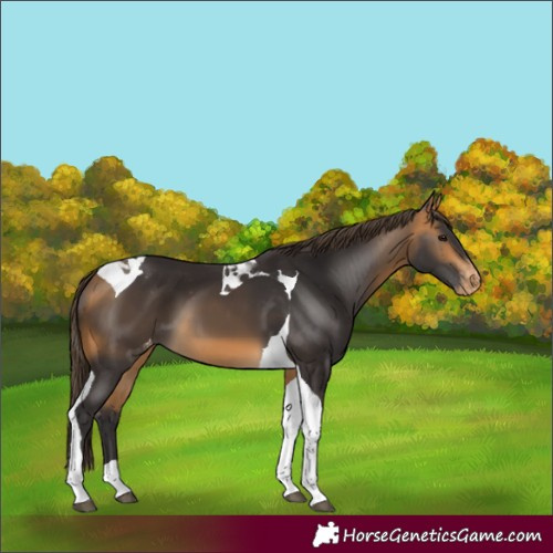 Horse Color:Buckskin Tobiano Varnish 