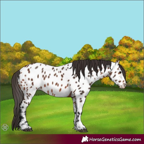 Horse Color:Bay Appaloosa 