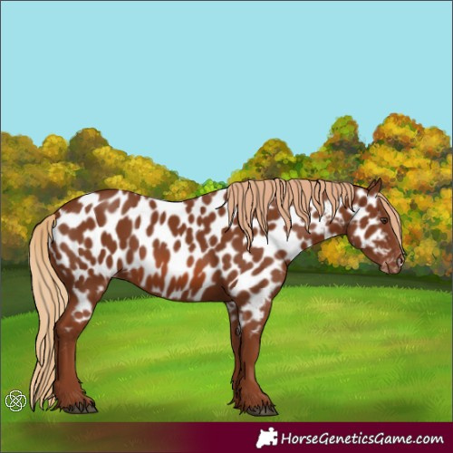 Horse Color:Chestnut Appaloosa 