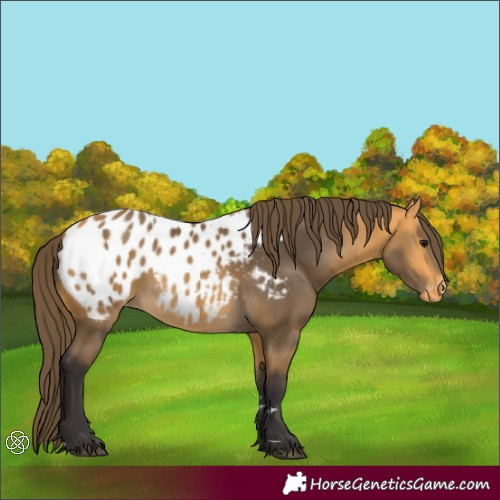 Horse Color:Buckskin Appaloosa