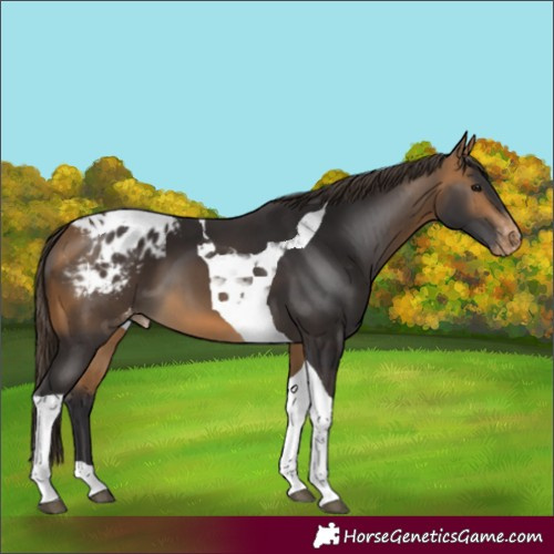 Horse Color:Buckskin Tobiano Appaloosa 