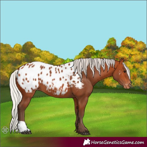 Horse Color:Silver Bay Appaloosa 