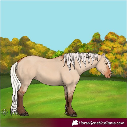 Horse Color:Silver Bay Dun Appaloosa