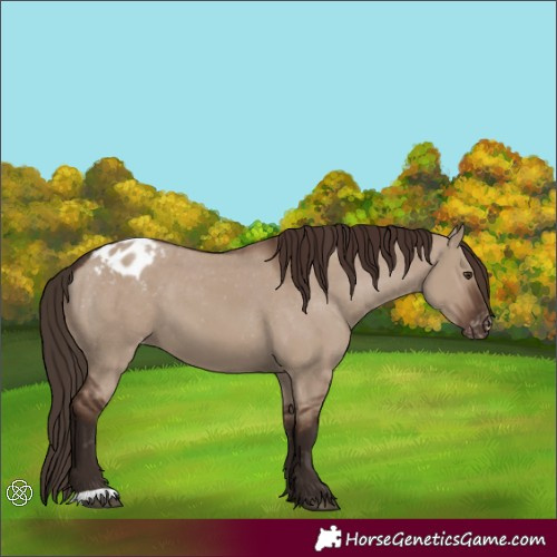Horse Color:Liver Red Dun Appaloosa 