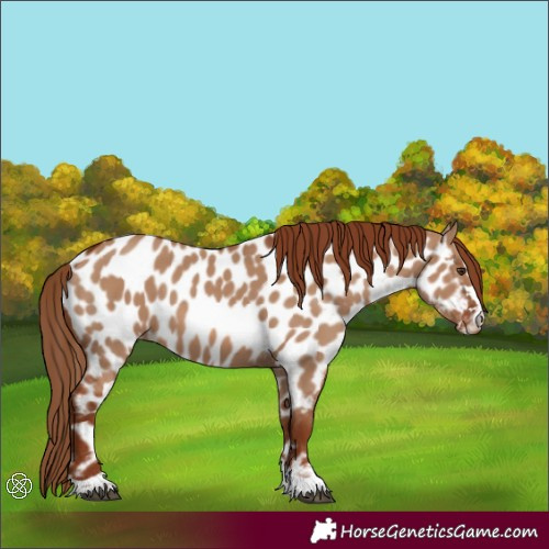 Horse Color:Red Dun Appaloosa 