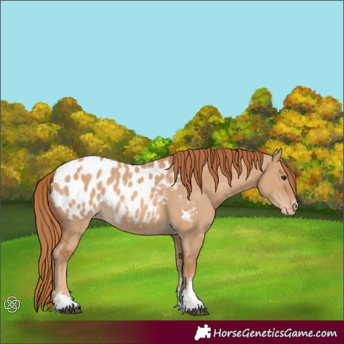 Horse Color:Red Dun Appaloosa 
