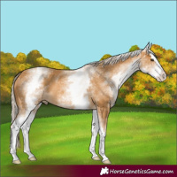 Horse Color:White Spotted Palomino Splash 