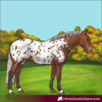 Horse Color:Silver Brown Near Leopard 