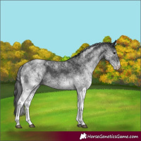 Horse Color:White Spotted Black 