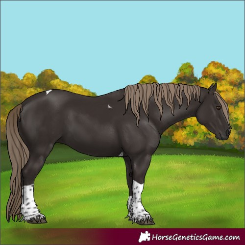 Horse Color:Liver Chestnut Tobiano 