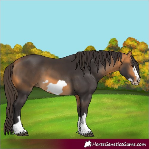 Horse Color:Buckskin Frame 
