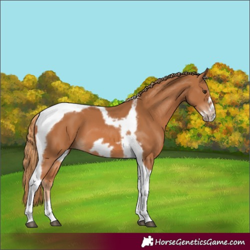 Horse Color:Chestnut Tobiano Frame