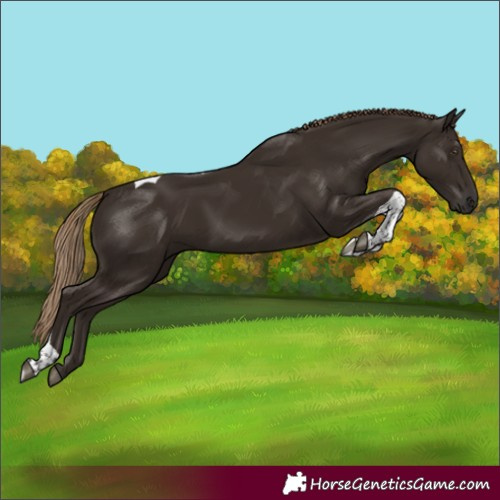 Horse Color:Liver Chestnut Tobiano 