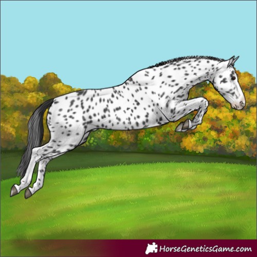 Horse Color:Black Splash Leopard 