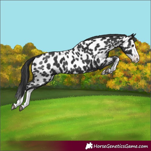 Horse Color:Black Splash Near Leopard