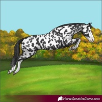 Horse Color:Black Splash Near Leopard 