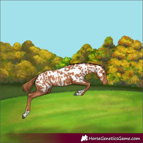 Horse Color:Chestnut Tobiano Near Leopard 