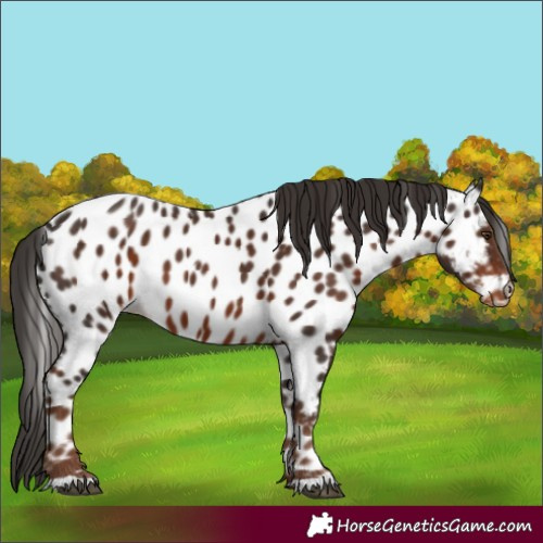 Horse Color:Liver Chestnut Appaloosa 