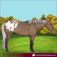 Horse Color:Silver Brown Dun Blanket